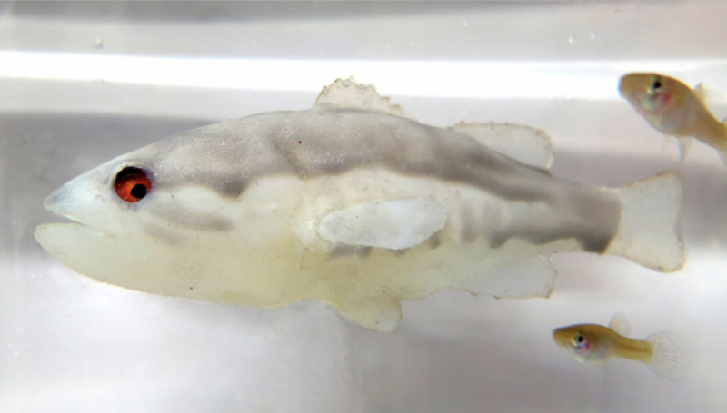 Putting the fear of bass into mosquitofish—with a robot