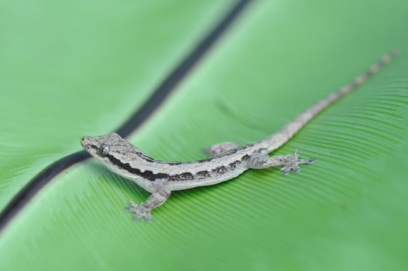 Researchers built a gecko-bot to study how geckos glide and crash land