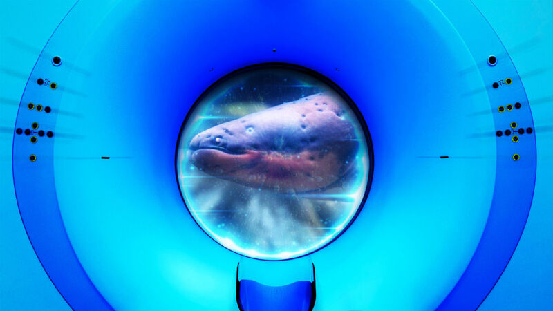 You asked. Ars answers. Here’s how to give an electric eel an MRI