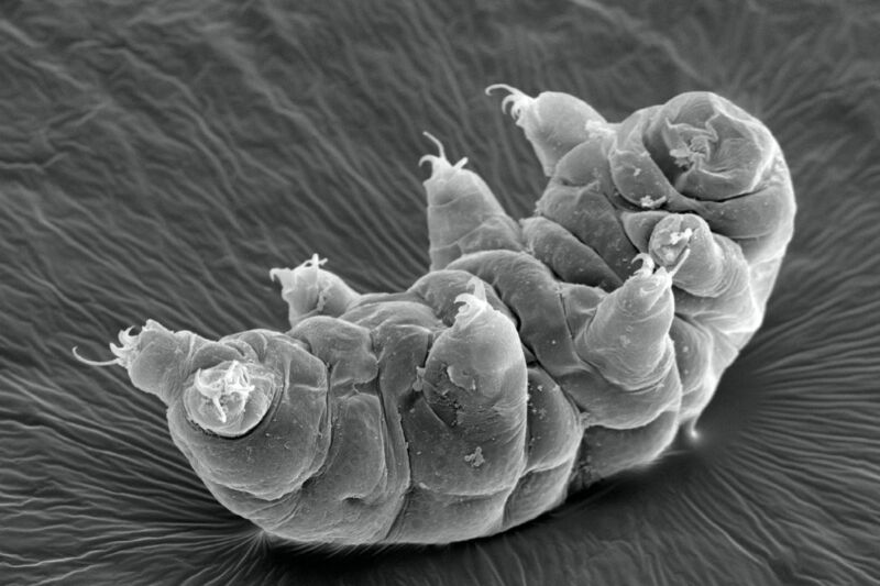 Tiny tardigrades walk like insects 500,000 times their size