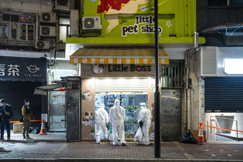 COVID-infected hamsters in pet shop trigger animal cull in Hong Kong