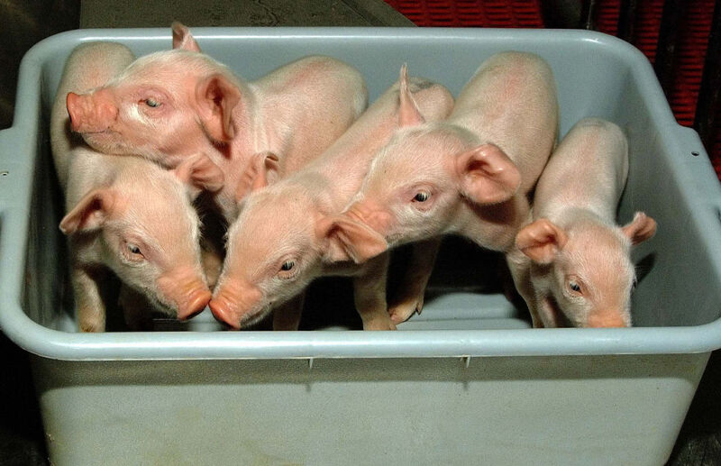 The genetic engineering behind pig-to-human transplants