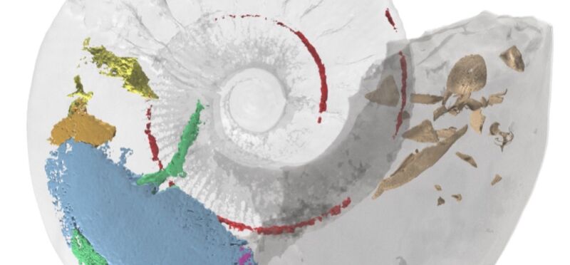 Virtual 3D models of ammonite fossils show their muscles for first time