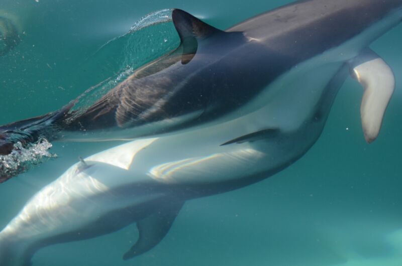 Study: Female dolphins have a working clitoris, so they probably enjoy sex