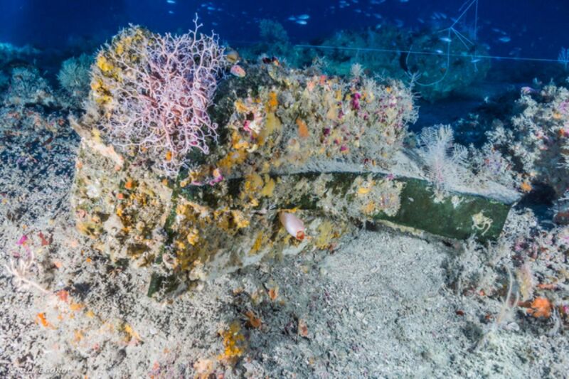 Over 100 different species made this 2,200-year-old shipwreck home, study finds