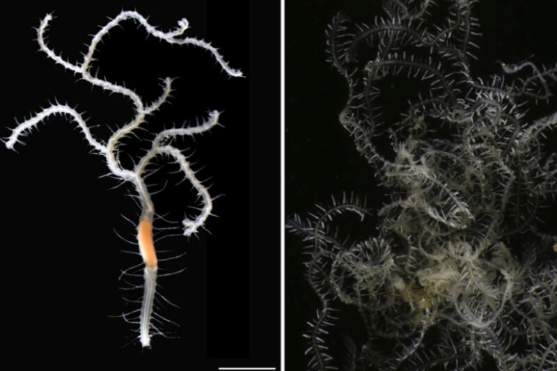 Biologists name new species of branching worm after legendary King Ghidorah