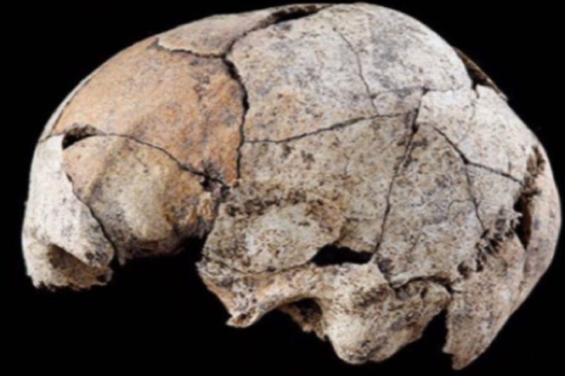 This 5,300-year-old skull shows evidence of the earliest known ear surgery