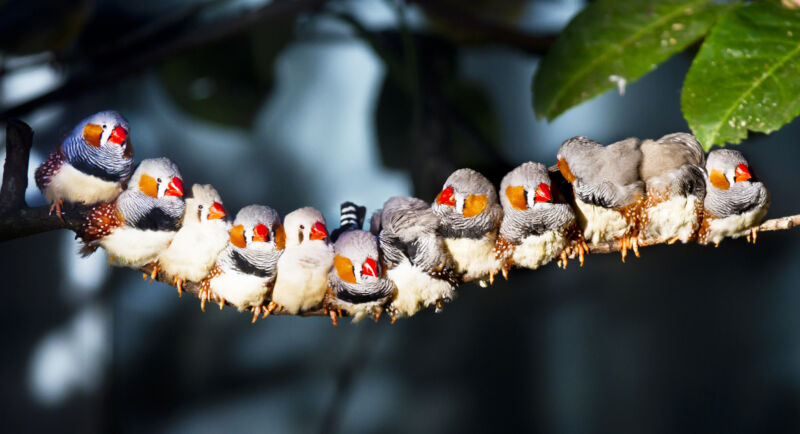 Do birds have language? It depends on how you define it