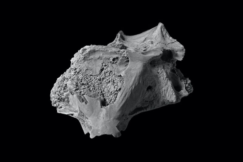 This fossilized fish skull is filled with feces