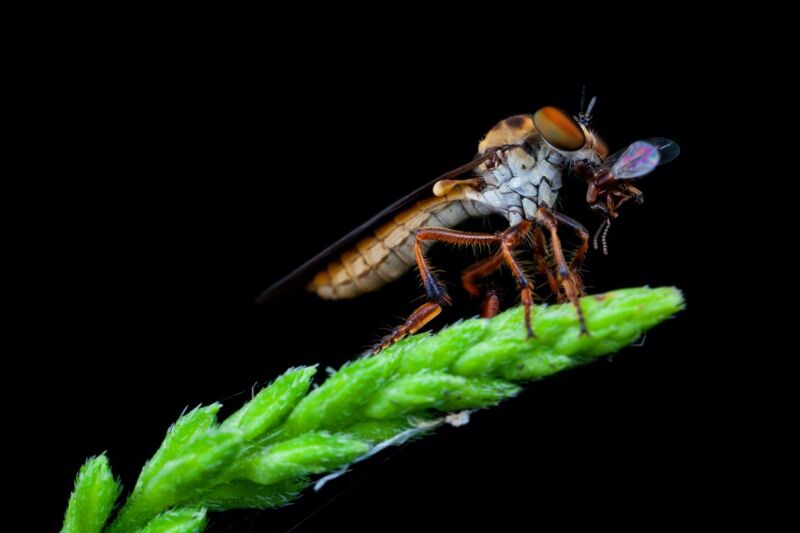 The robber fly is an aerodynamic acrobat that can catch its prey in midflight