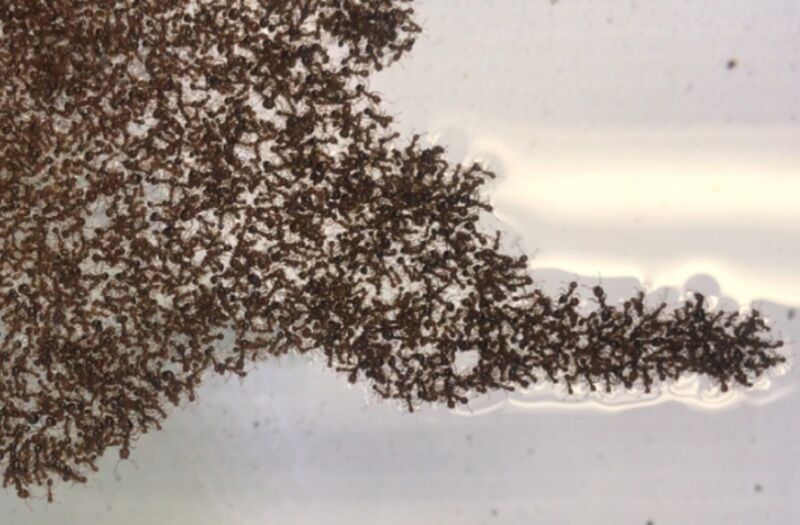 A few simple rules determine how floating fire ant rafts change shape over time