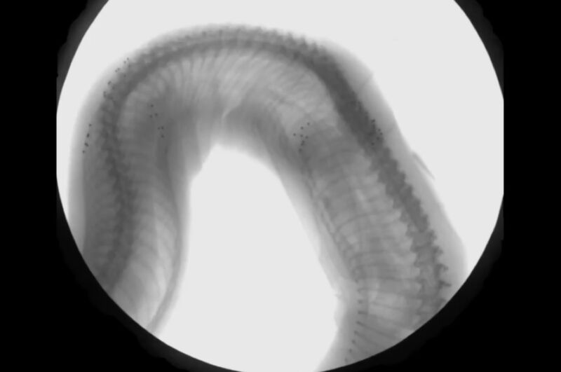 This is why boa constrictors can breathe while squeezing the life out of prey