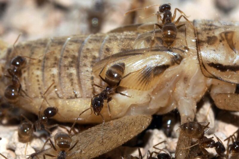 Fungus foils invading hordes of crazy ants, and that’s great for Texas