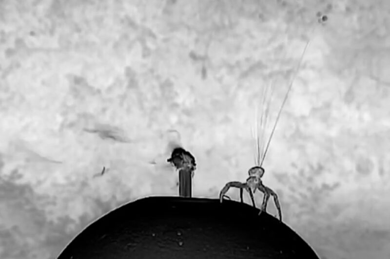 No air currents required: Ballooning spiders rely on electric fields to generate lift