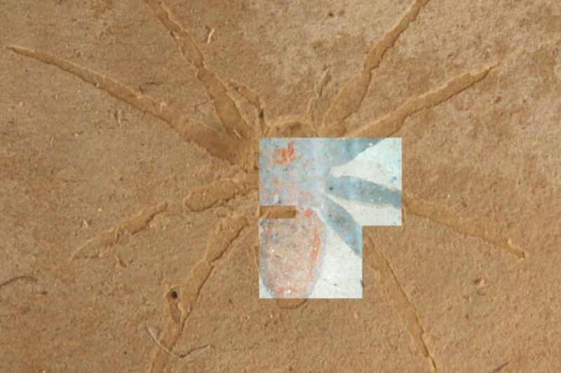 Spider fossils glow under UV light, a clue to their remarkable preservation
