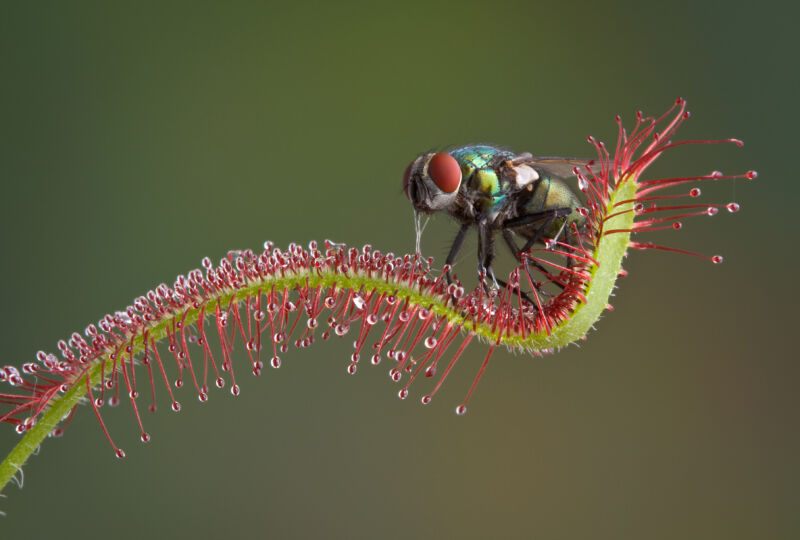 How plants turned predator