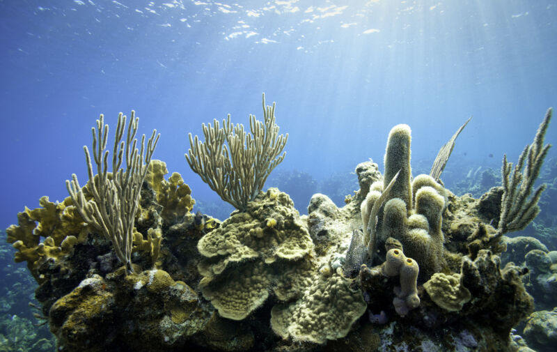 Corals convert sunscreen chemical into a toxin that kills them