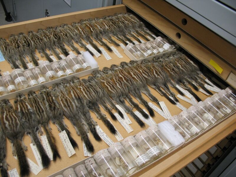 Mining museums’ genomic treasures