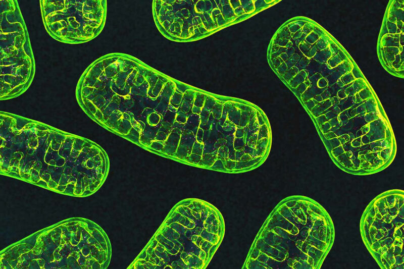 Mitochondria and the origin of eukaryotes