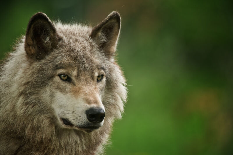 Wolves survived the ice age as a single, global population