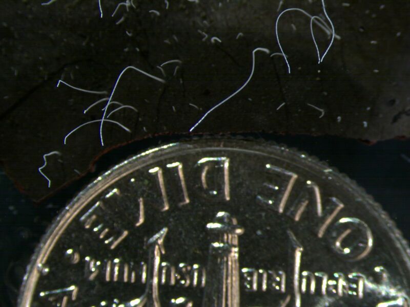 New bacterium roughly the size, shape of an eyelash smashes size record