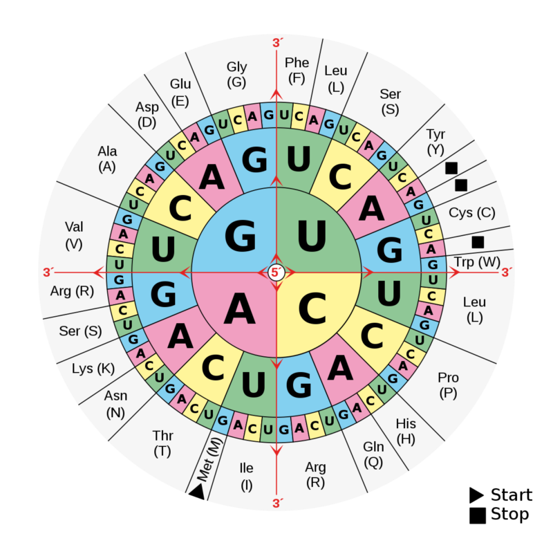 Mutations thought to be harmless turn out to cause problems