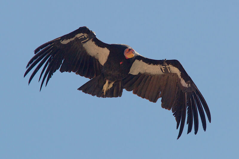 How the Yurok Tribe is bringing back the California Condor