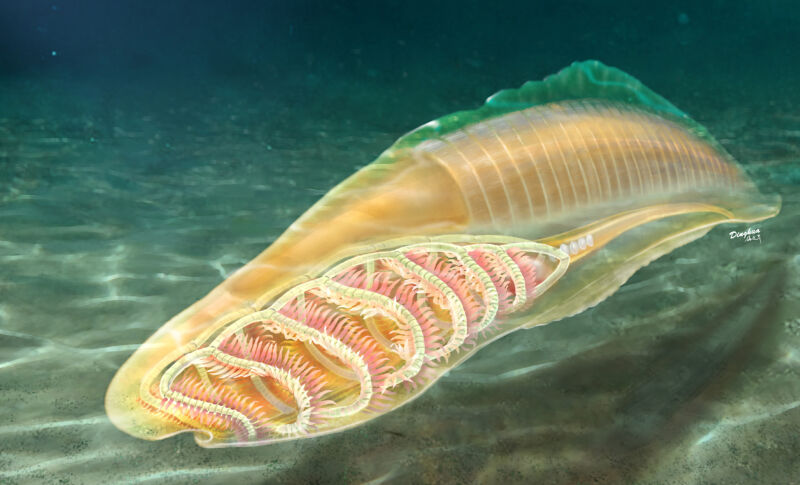 Re-analysis of a fossil finds it’s from the earliest vertebrate branch