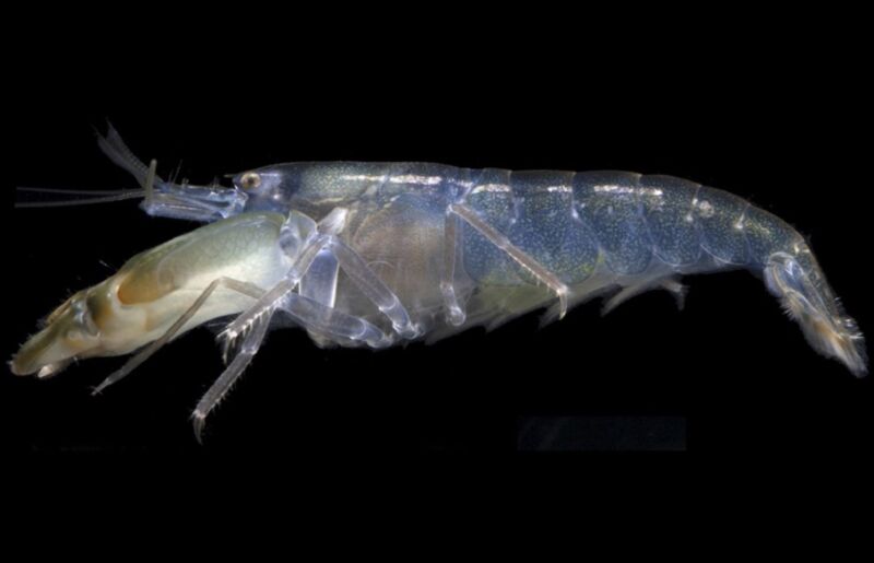 This is why the pistol shrimp is immune to its own powerful shock waves