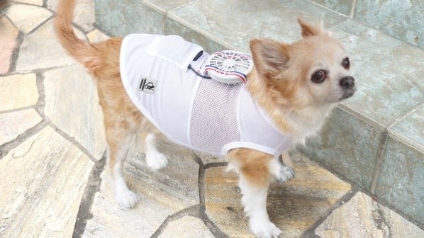 Dogs Have Their Own Mobile Fans #WearableWednesday