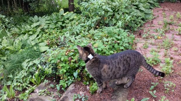 Track Your Pet With a GPS Pet Collar #WearableWednesday