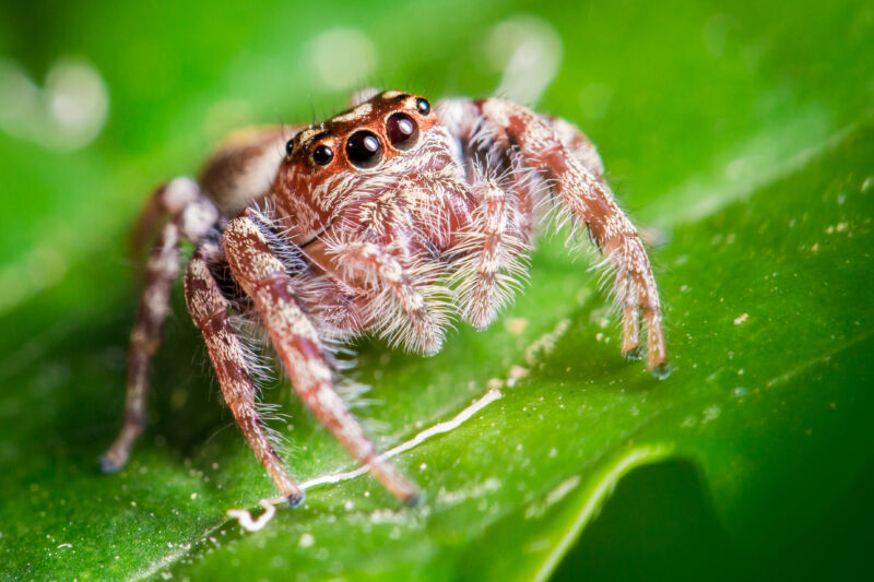 Jumping spiders may experience something like REM sleep