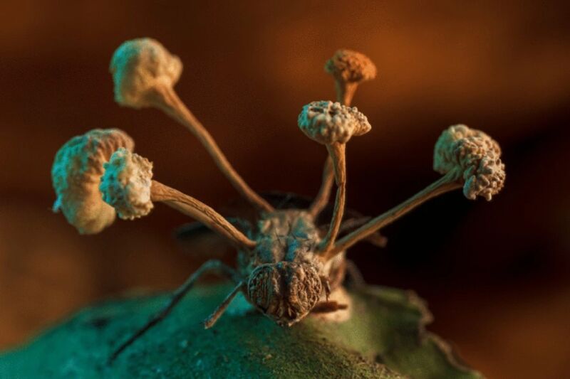 Behold this award-winning image of fungus making a fly its “zombie” slave