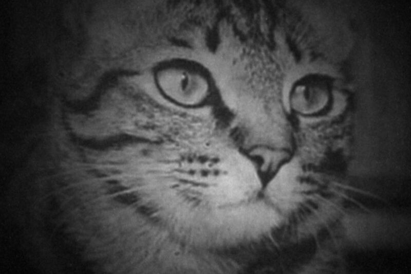 Scientists bent frickin’ laser beams to create this detailed image of a cat
