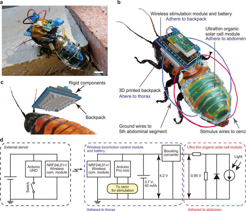 Rechargeable Cyborg Insects #WearableWednesday
