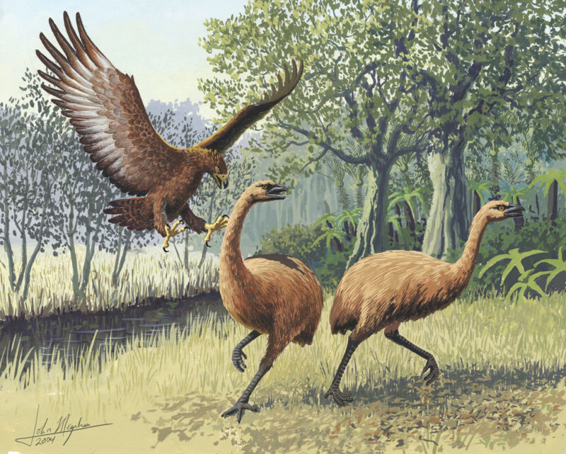 How a giant eagle came to dominate ancient New Zealand