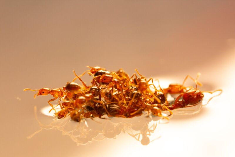 Fire ant rafts form because of the Cheerios effect, study concludes
