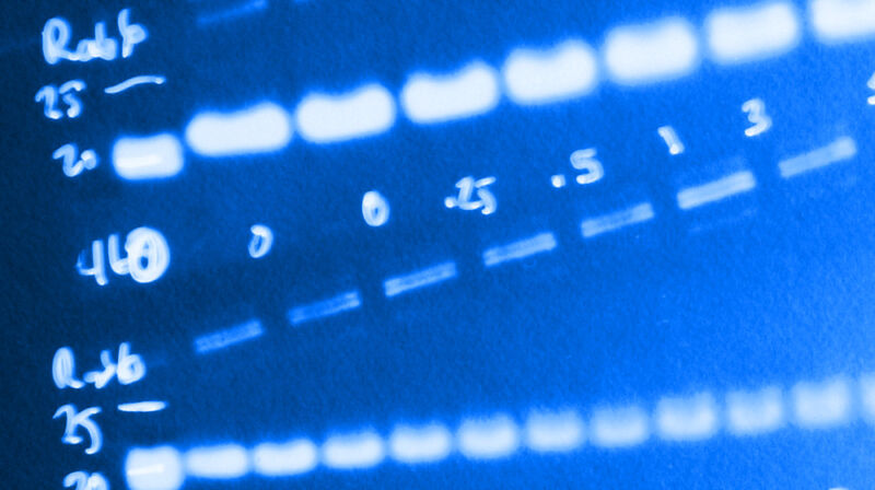 AI software helps bust image fraud in academic papers