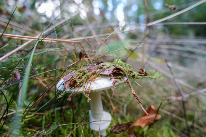 Ohio foragers are accidentally poisoning themselves with lethal mushrooms
