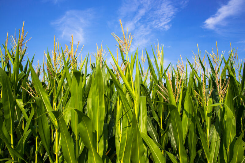 How green are biofuels? Scientists are at loggerheads