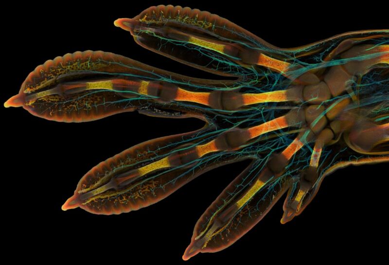Nikon Small World microscopy contest 2022: Meet this year’s top 10 winners