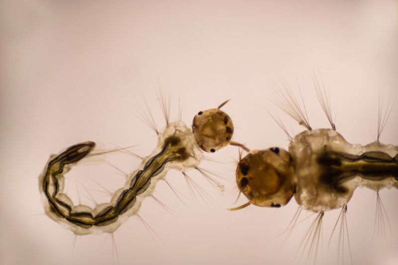 High-speed video captures how cannibalistic mosquito larvae snag their prey