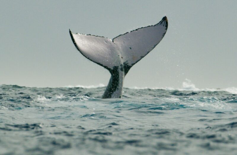 The evolution of whales from land to sea