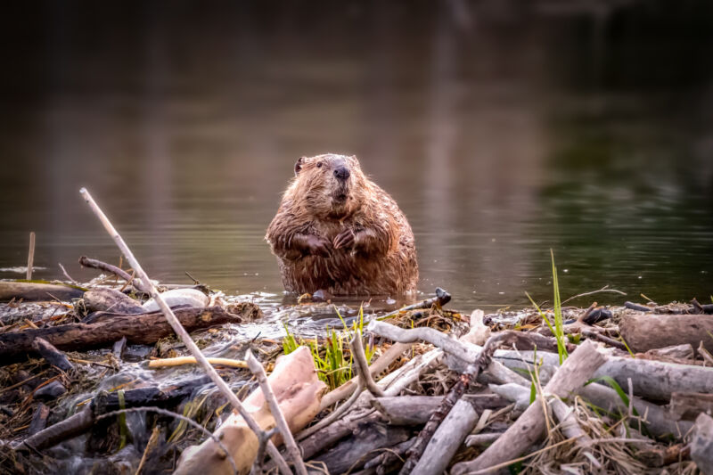 As the Arctic warms, beavers are moving in