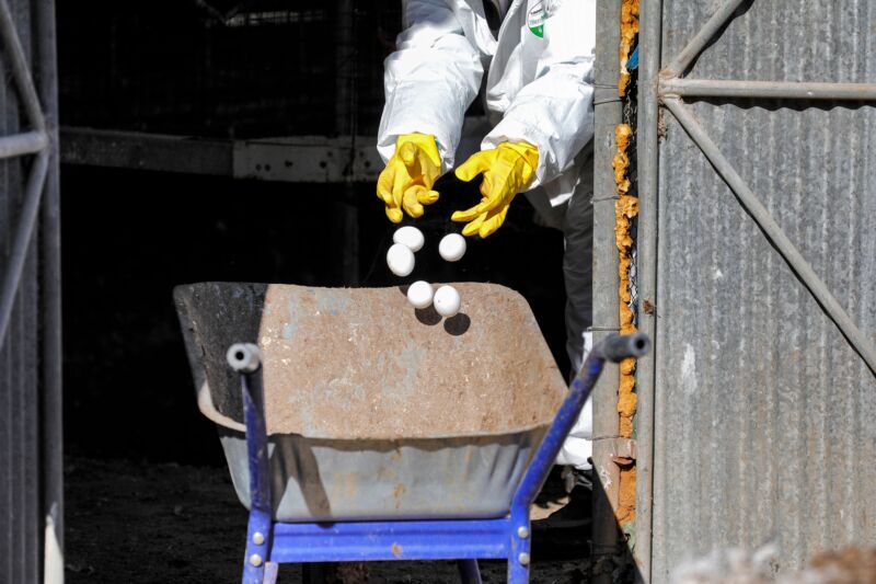 As egg prices soar, the deadliest bird flu outbreak in US history drags on
