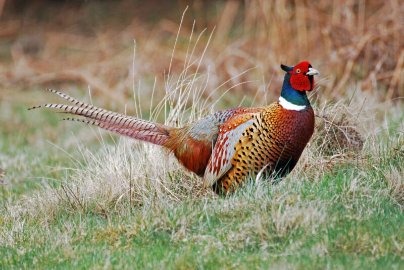 Bird study links spatial thinking with not getting eaten