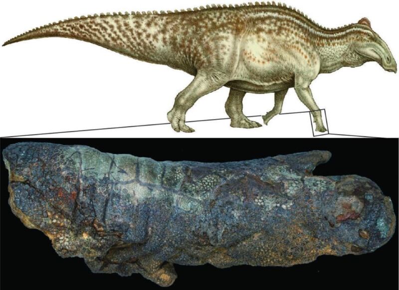 There’s more than one way to mummify a dinosaur, study finds