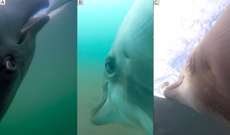 Up close and personal: Dolphin POV caught on camera while hunting for tasty fish