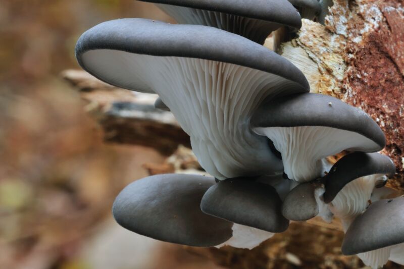 Carnivorous oyster mushrooms can kill roundworms with “nerve gas in a lollipop”