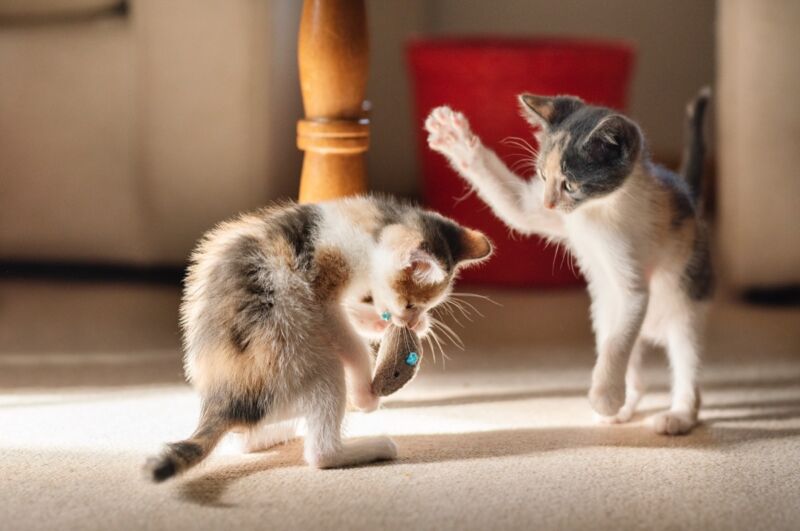 How to tell if your cats are playing or fighting—and whether it’s a problem
